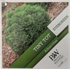 Tater Tot® Arborvitae - 4" Pot - Thuja - Proven Winners -HIRTS Sales tinytotthujatag 97906.1615344681