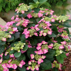 TUFF STUFF TOP FUN™ - Mountain Hydrangea - Hydrangea Serrata - 4" Pot -HIRTS Sales top20fun20stuff203 99936.1678996086