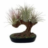 Tree Of Air Sculpture With Multiple Live Tillandsia Air Plant -HIRTS Sales treeofair 76185.1680143780