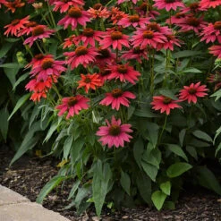 Sombrero® Tres Amigos Coneflower Perennial - Echinacea - Gallon Pot -HIRTS Sales tresamigoech 72454.1692990106