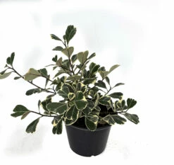 Rare Variegated Triangle Weeping Fig - Ficus Triangularis Variegata - 6" Pot -HIRTS Sales triangularis 05439.1641861538