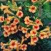 Indian Summer Trumpet Vine Plant - Campsis - 2.5" Pot -HIRTS Sales trumpervineishr1 99524.1620367413