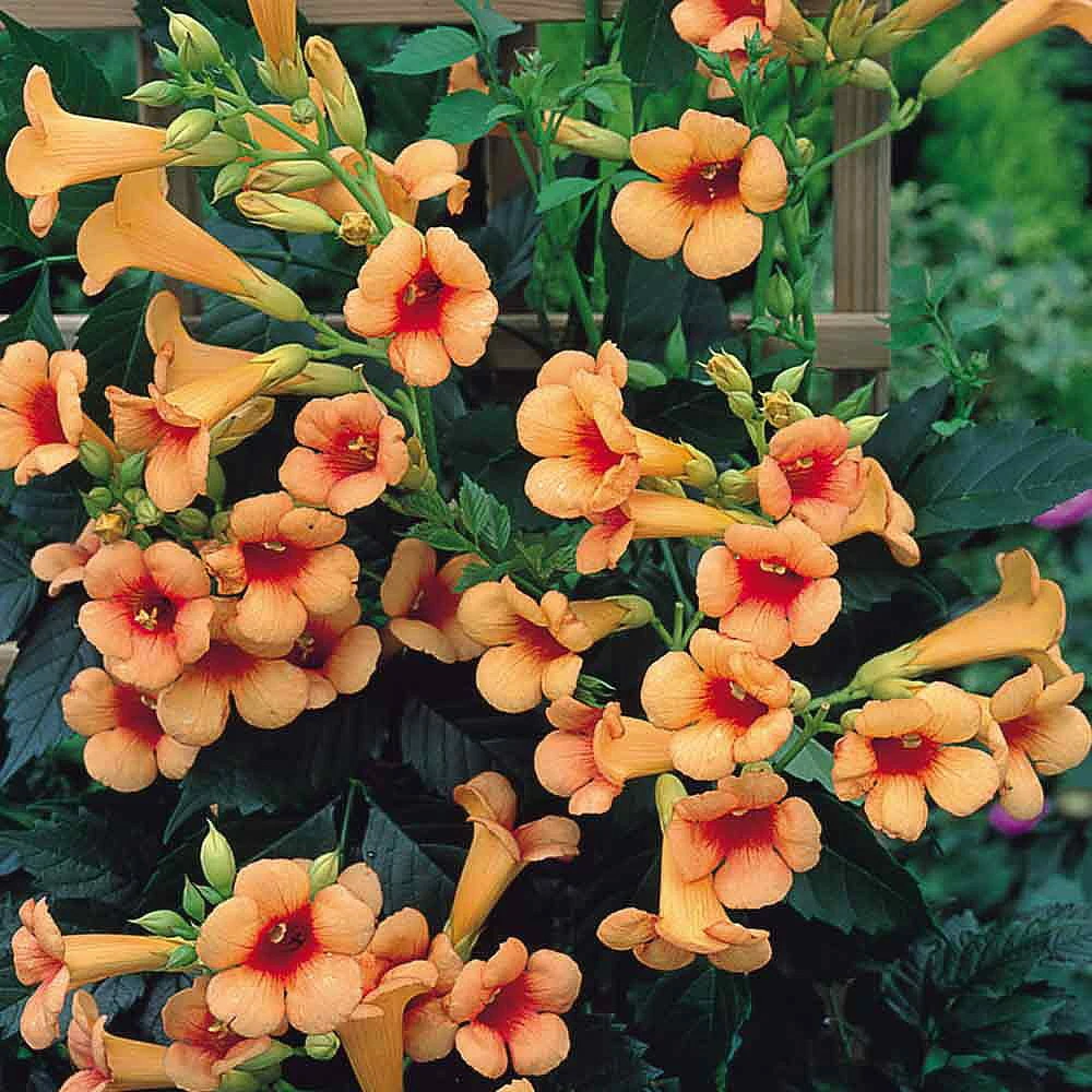 Indian Summer Trumpet Vine Plant - Campsis - 2.5" Pot 3 Indian Summer Trumpet Vine Plant - Campsis - 2.5" Pot