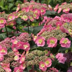 Tuff Stuff™ Red Hydrangea - 4" Pot - Proven Winners