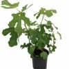 Brown Turkey Edible Fig Plant - Ficus Carica - Sweet - 6" Pot -HIRTS Sales turkeyfig6inchnew 42151.1694626978