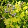 Sky Dew™ Gold - Northern Highbush Blueberry - Vaccinium Corymbosum - 4" Pot -HIRTS Sales vaccinium sky dew gold 1 1080 1080 60 56222.1665499047