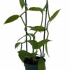 Vanilla Vine Orchid Plant - Vanilla Planifolia - 4.5" Pot With Support Stakes -HIRTS Sales vanbeanorchid45staked 64061.1670005675