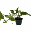 Neon Variegated Epipremnum Pinnatum - Collector's Series - 4" Pot -HIRTS Sales vareppneon 25780.1675963885