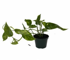 Neon Variegated Epipremnum Pinnatum - Collector's Series - 4" Pot