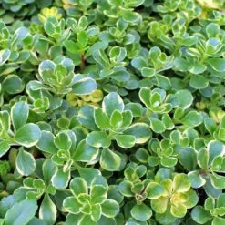 Variegated Sedum Kamtschaticum - Perennial Groundcover Stonecrop - Quart Pot 5 Variegated Sedum Kamtschaticum - Perennial Groundcover Stonecrop - Quart Pot -HIRTS Sales variegatedsedumkamtsch 68618.1692555265