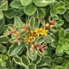 Variegated Sedum Kamtschaticum - Perennial Groundcover Stonecrop - Quart Pot -HIRTS Sales varkamof 32846.1692555265