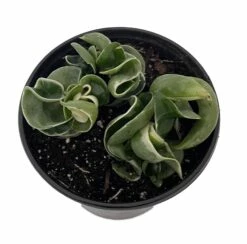 Variegated Hindu Rope Plant - Hoya Carnosa Variegata - 4" Pot -HIRTS Sales varrope4in 96516.1675963864