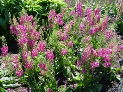 Rosetta Verbascum Phoeniceum Perennial - Quart Pot - Ornamental Mullein -HIRTS Sales verbasrosetta 23722.1635533420