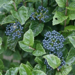 Glitters & Glows® Arrowwood Viburnum Shrub - Proven Winners - 4" Pot -HIRTS Sales viburnum glitters glow 65671.1690932461