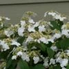 STEADY EDDY® - Viburnum - Doublefile - Proven Winners - 4" Pot 1 STEADY EDDY® - Viburnum - Doublefile - Proven Winners - 4" Pot -HIRTS Sales viburnum steady eddy 1 1080 1080 60 36594.1620048578