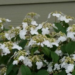 STEADY EDDY® - Viburnum - Doublefile - Proven Winners - 4" Pot