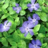Bowles Myrtle - Periwinkle/Vinca - Hardy Groundcover - Gallon Pot -HIRTS Sales vincabowles 97385.1649983036