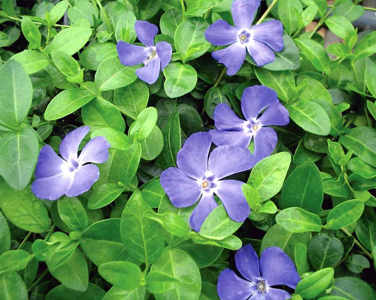 Bowles Myrtle - Periwinkle/Vinca - Hardy Groundcover - Gallon Pot 3 Bowles Myrtle - Periwinkle/Vinca - Hardy Groundcover - Gallon Pot