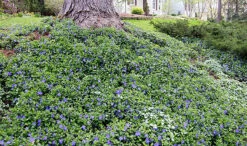 Bowles Myrtle - Periwinkle/Vinca - Hardy Groundcover - Gallon Pot 5 Bowles Myrtle - Periwinkle/Vinca - Hardy Groundcover - Gallon Pot -HIRTS Sales vincabowlesgcover 39284.1649983037