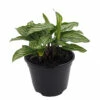 Uncommon Vittata Peacock Plant - Calathea - 6" Pot - Collector's Series -HIRTS Sales vittata6innew 13680.1638377162
