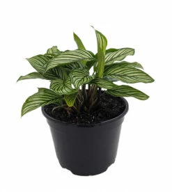 Uncommon Vittata Peacock Plant - Calathea - 6" Pot - Collector's Series