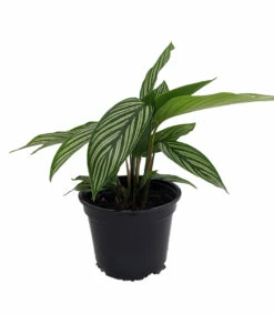 Uncommon Vittata Peacock Plant - Calathea - 4" Pot - Collector's Series -HIRTS Sales vittatacalathea1 96178.1612548899