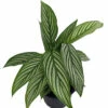 Uncommon Vittata Peacock Plant - Calathea - 4" Pot - Collector's Series 2 Uncommon Vittata Peacock Plant - Calathea - 4" Pot - Collector's Series -HIRTS Sales vittatacalathea2 69715.1612548898