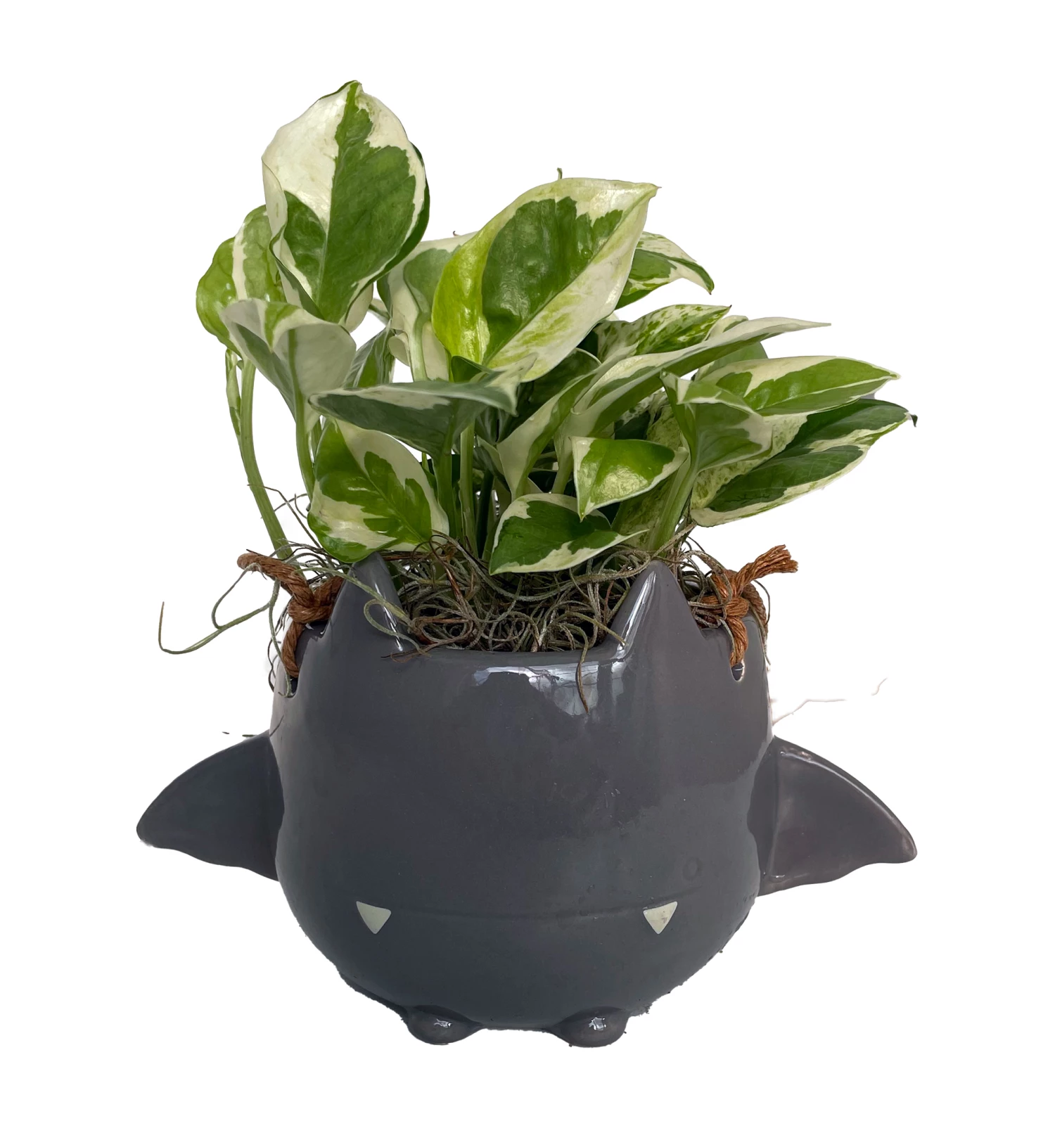 Fang Von Batula Halloween Planter With House Plant -4" Hangable Gray Ceramic Pot 3 Fang Von Batula Halloween Planter With House Plant -4" Hangable Gray Ceramic Pot