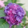 Wee Bit Grumpy® Bigleaf Hydrangea - 4" Pot - Proven Winners 1 Wee Bit Grumpy® Bigleaf Hydrangea - 4" Pot - Proven Winners -HIRTS Sales wee bit grumpy hydrangea macrophylla 1 1 1080 1080 60 66054.1615344718