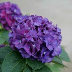 Wee Bit Grumpy® Bigleaf Hydrangea - 4" Pot - Proven Winners -HIRTS Sales wee bit grumpy hydrangea macrophylla 3 1080 1080 60 06167.1615344719