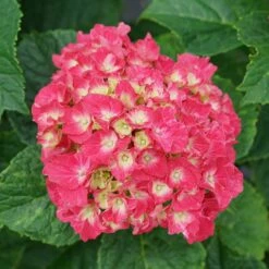 Wee Bit Grumpy® Bigleaf Hydrangea - 4" Pot - Proven Winners -HIRTS Sales wee bit grumpy hydrangea macrophylla 4 1080 1080 60 93945.1615344719