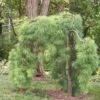 Weeping Eastern White Pine - Pinus Strobus Pendula - 5.5" Pot -HIRTS Sales weepingeasternpine 64464.1611264931