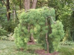 Weeping Eastern White Pine - Pinus Strobus Pendula - 5.5" Pot