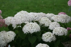 Invincibelle Wee White® Hydrangea - 4" Pot - Proven Winners -HIRTS Sales weewhite1 66088.1615344638