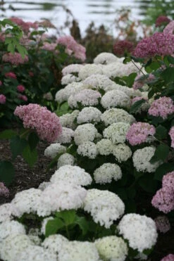 Invincibelle Wee White® Hydrangea - 4" Pot - Proven Winners -HIRTS Sales weewhite 03703.1615344638