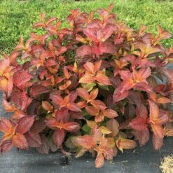 MIDNIGHT SUN™ Weigela - Proven Winners - 4" Pot -HIRTS Sales weigela midnight sun 12 1080 1080 60 83681.1649533651