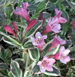 My Monet® Weigela - A Poetic Beauty/Foliage & Flowers - Proven Winners - 4" Pot -HIRTS Sales weigelamymonet1 73047.1615344463