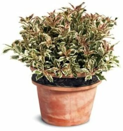 My Monet® Weigela - A Poetic Beauty/Foliage & Flowers - Proven Winners - 4" Pot -HIRTS Sales weigelamymonet2 38725.1615344463