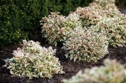 My Monet® Weigela - A Poetic Beauty/Foliage & Flowers - Proven Winners - 4" Pot -HIRTS Sales weigelamymonet3 47984.1615344463