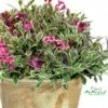 My Monet® Weigela - A Poetic Beauty/Foliage & Flowers - Proven Winners - 4" Pot -HIRTS Sales weigelamymonet5 55807.1615344462