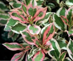 My Monet® Weigela - A Poetic Beauty/Foliage & Flowers - Proven Winners - 4" Pot -HIRTS Sales weigelamymonet 60617.1615344463