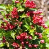 Red Sonic Bloom® Weigela - Lipstick Red, Everblooming - Proven Winners - 4" Pot -HIRTS Sales weigeliasonicred2 91131.1615344518