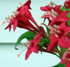 Red Sonic Bloom® Weigela - Lipstick Red, Everblooming - Proven Winners - 4" Pot -HIRTS Sales weigeliasonicred3 25812.1615344518