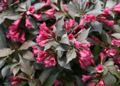Spilled Wine® Weigela - Red Leaves, Magenta Flowers - Proven Winners - 4" Pot -HIRTS Sales weigeliaspilledwine3 66268.1615344525