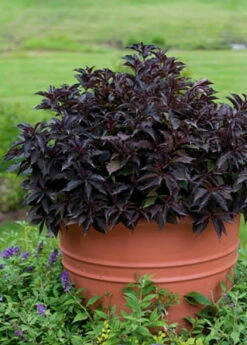 Spilled Wine® Weigela - Red Leaves, Magenta Flowers - Proven Winners - 4" Pot -HIRTS Sales weigeliaspilledwine4 60970.1615344525