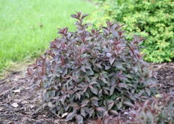 Spilled Wine® Weigela - Red Leaves, Magenta Flowers - Proven Winners - 4" Pot -HIRTS Sales weigeliaspilledwine5 43538.1615344525