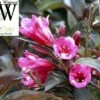 Wine & Roses® Weigela - Outdoors Or Bonsai - Hardy - Proven Winners - 4" Pot -HIRTS Sales weigeliawine1 39221.1615344495