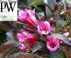 Wine & Roses® Weigela - Outdoors Or Bonsai - Hardy - Proven Winners - 4" Pot
