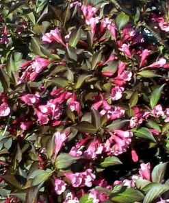 Wine & Roses® Weigela - Outdoors Or Bonsai - Hardy - Proven Winners - 4" Pot -HIRTS Sales weigeliawine2 72736.1615344495
