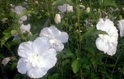 White Chiffon™ Hibiscus Syriacus 'Notwoodtwo' - Rose Of Sharon - Proven Winner -HIRTS Sales white20chiffone284a220hibiscus2 13073.1615344488